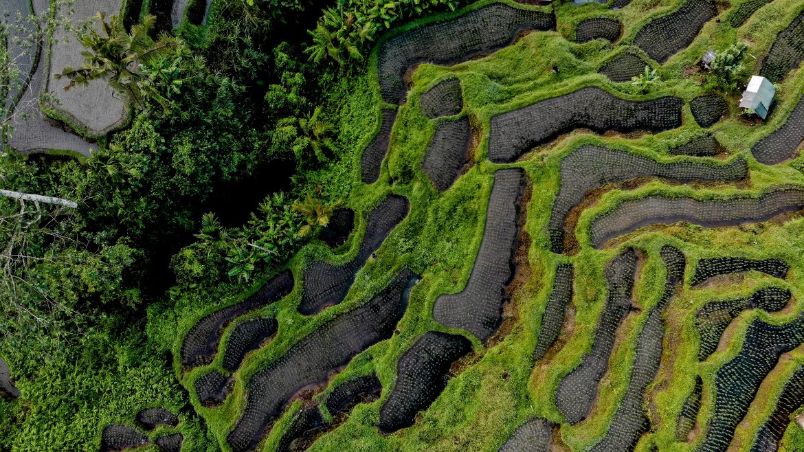 Terraced fields in Indonesia